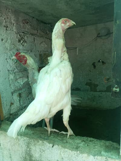 Aseel Hens Murga Murgiyan Heera Aseel ( 03204661930 )