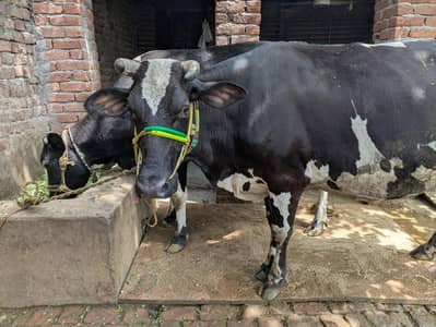 friesian and cholistani cross cow