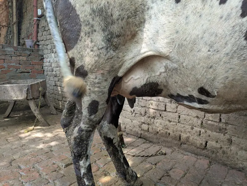 friesian and cholistani cross cow — photo 2