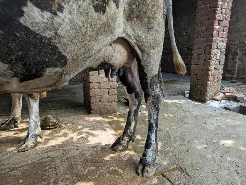 friesian and cholistani cross cow — photo 3