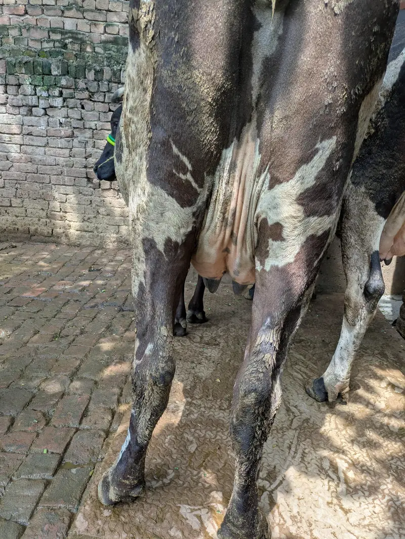 friesian and cholistani cross cow — photo 4
