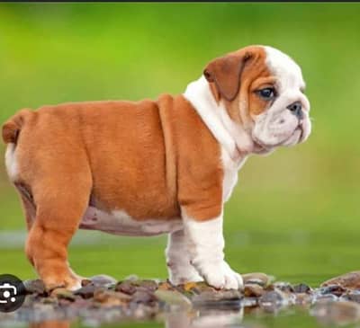 Pure British Bulldog Puppies | Imported Quality dog | Premium Quality