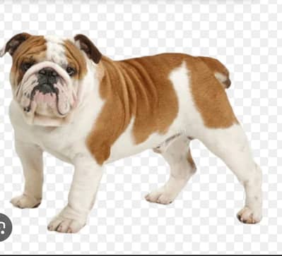 Pure British Bulldog Puppies | Imported Quality dog | Premium Quality