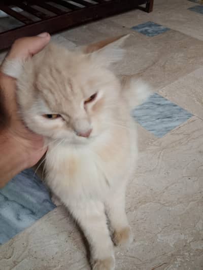 Persian cat for sale