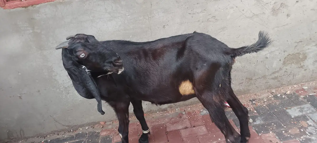 dase Bakri for sale — photo 3