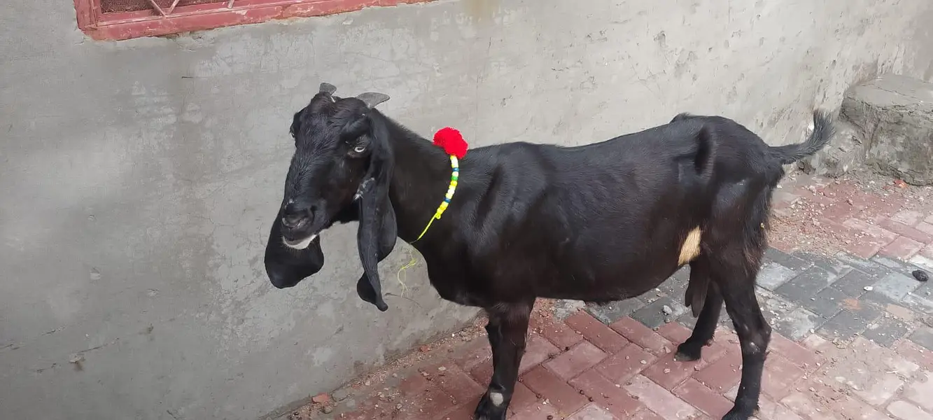 dase Bakri for sale — photo 4