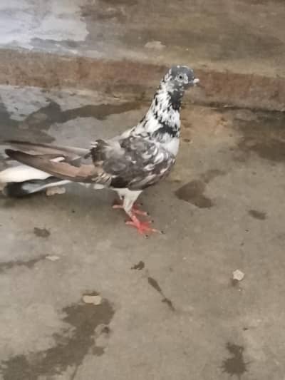 pigeon