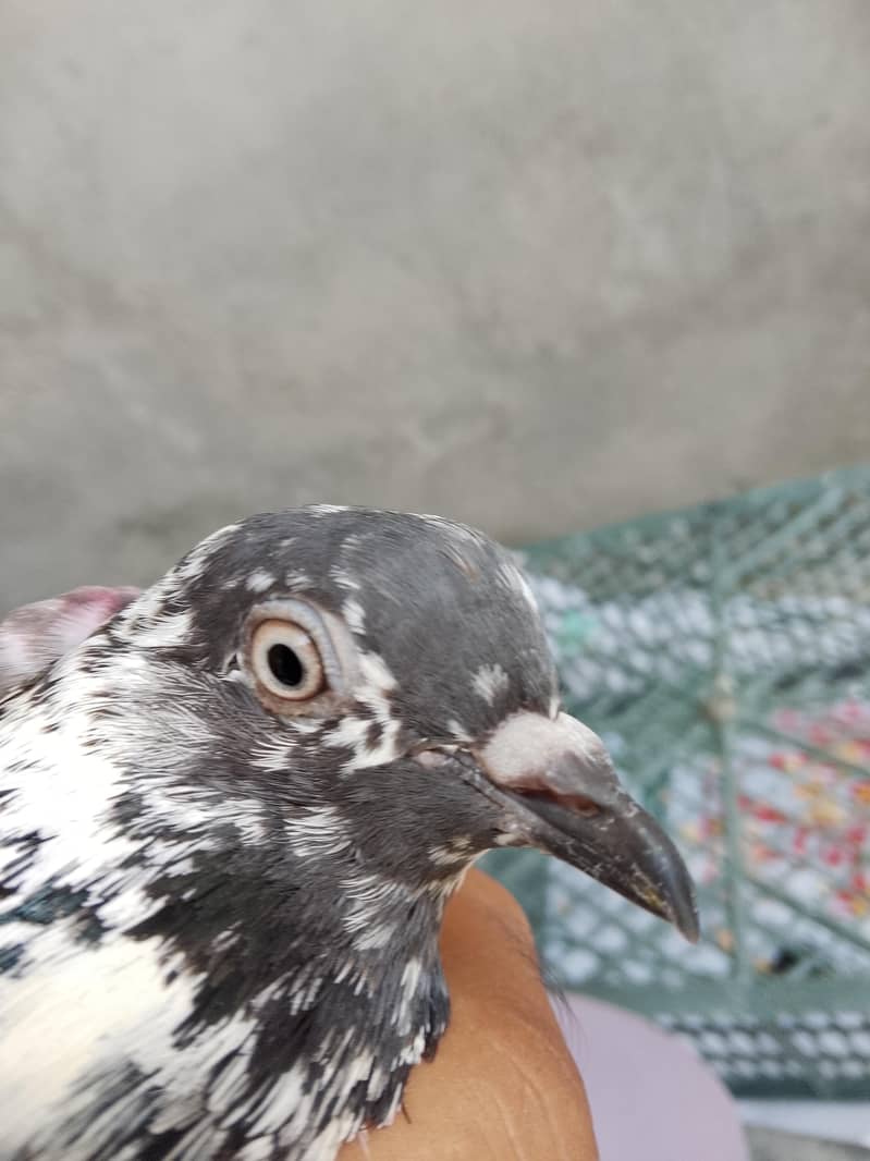 pigeon 1