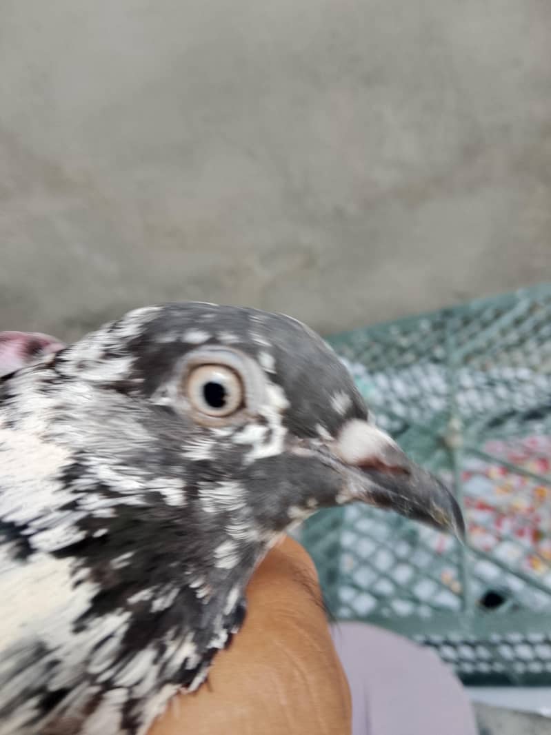 pigeon 2