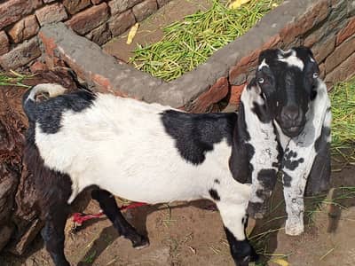 bakra beetal