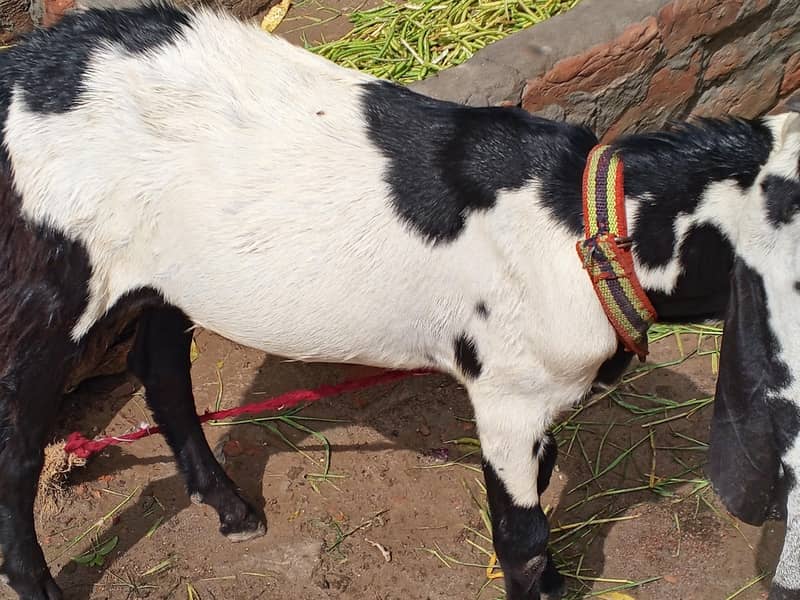 bakra beetal 1