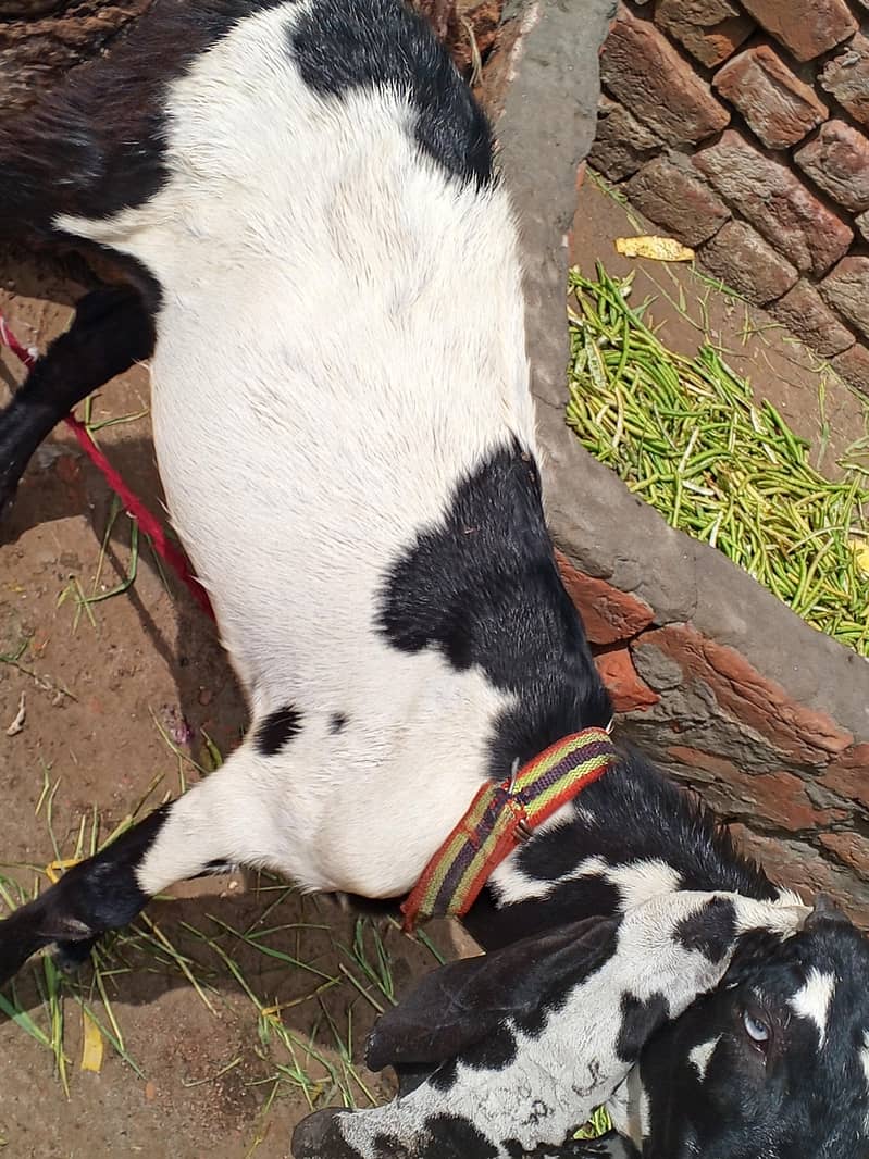 bakra beetal 2