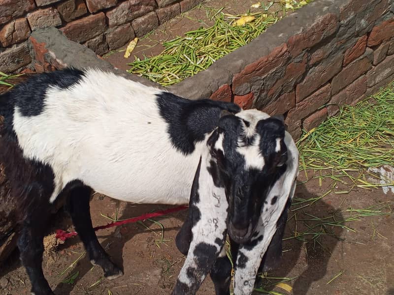 bakra beetal 3