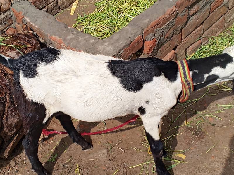 bakra beetal 4