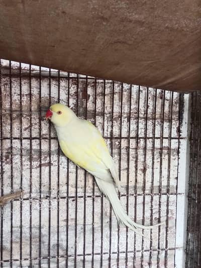 creamino male