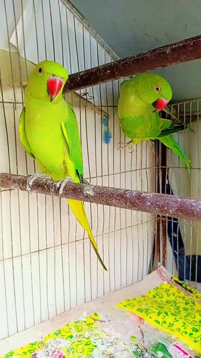 Ringneck Parrot