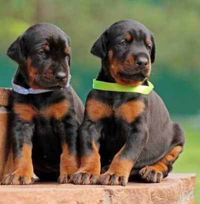 Pure European Doberman Puppies _ Original | Premium Quality