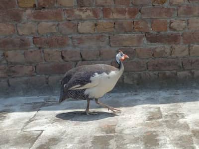 beautifull chakor for sale