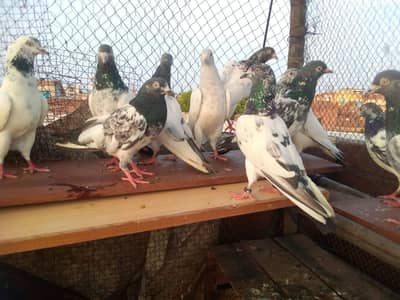 breeder pigeon