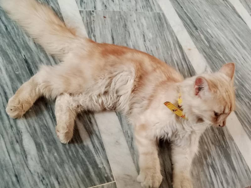 pets. . . 1