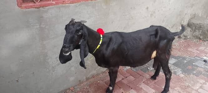dase Bakri for sale