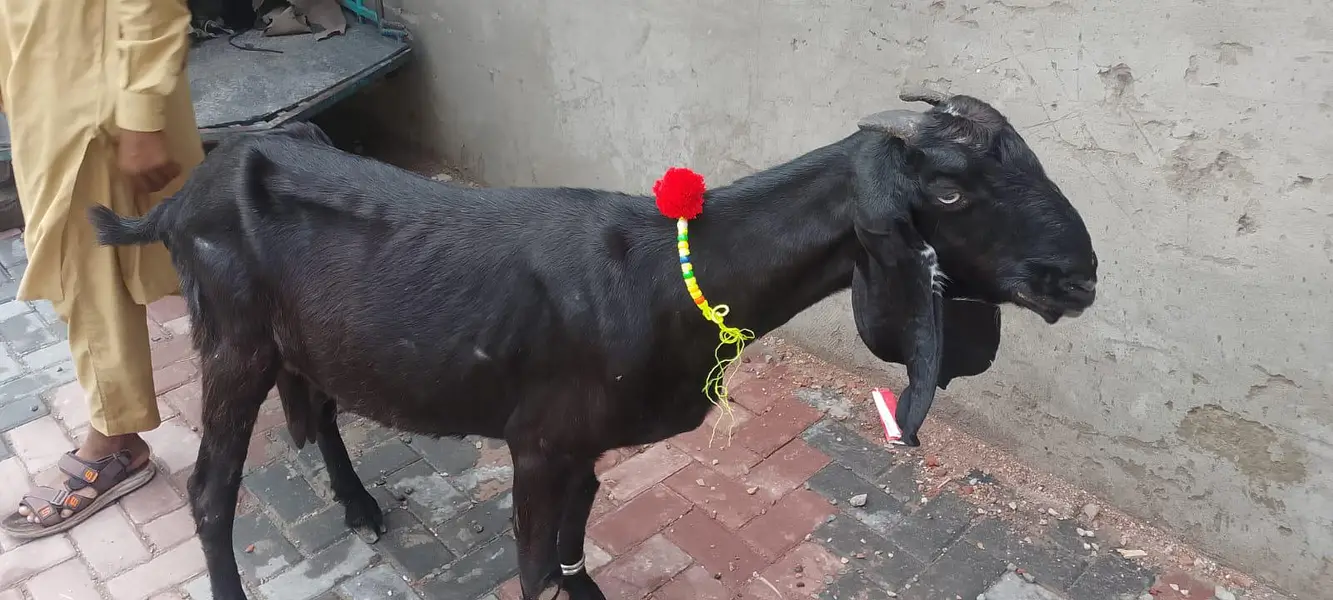 dase Bakri for sale — photo 2