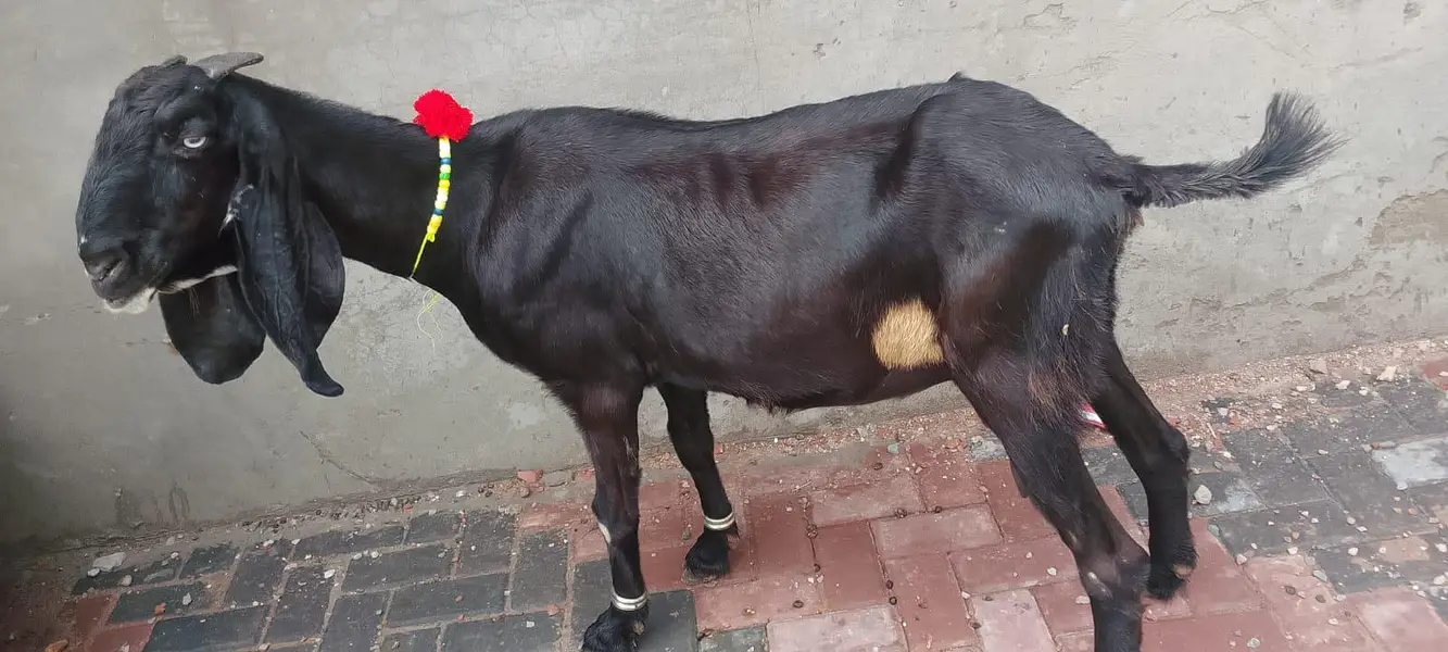 dase Bakri for sale — photo 3