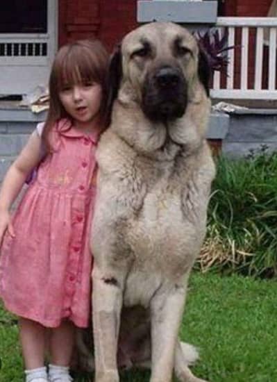Pure Turkish Kangal Puppies | 2 Months | Premium Quality