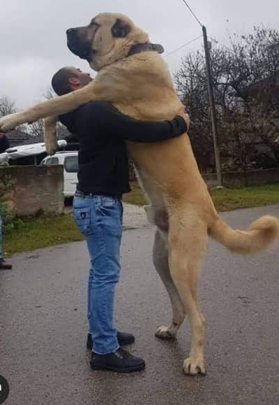 Pure Turkish Kangal Puppies | imported | Premium Quality