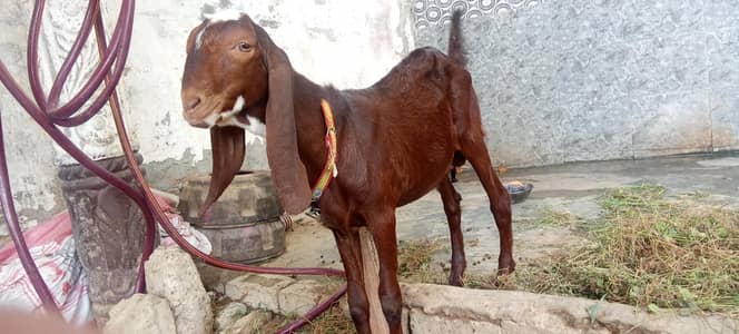 Bakra for sale