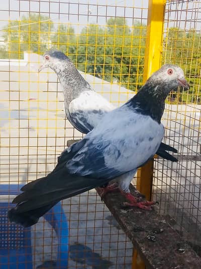 pigeon