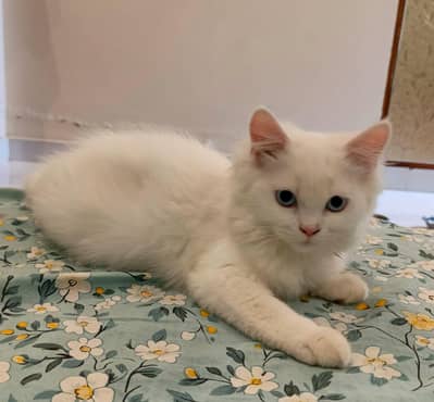 Persian cat home bread