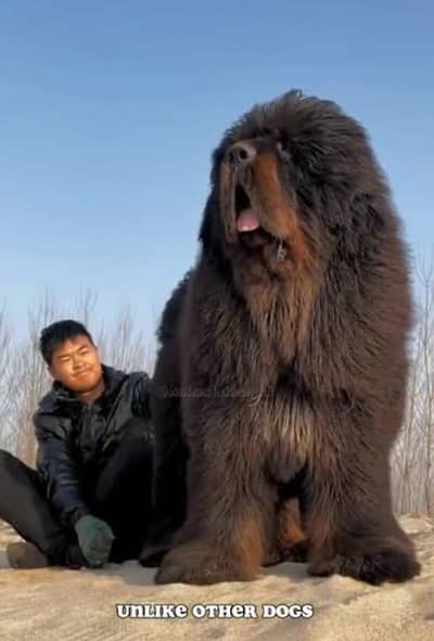 Imported Tibetan Mastiff Puppies Available