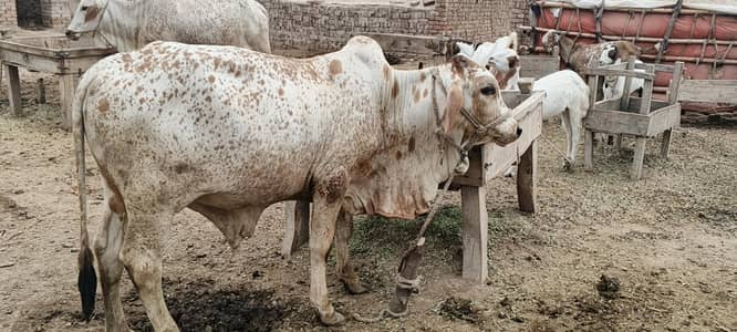 cholistani nasal bht kmall