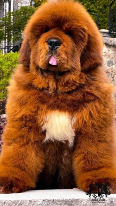 Imported Tibetan Mastiff Puppies Available