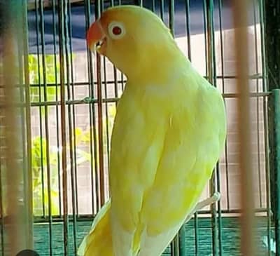 albino pathy and breeder pairs