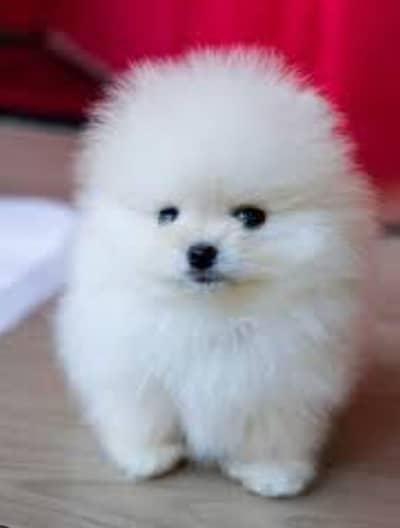 Imported Pomeranian Puppies Available