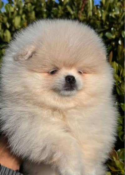 Imported Pomeranian Puppies Available