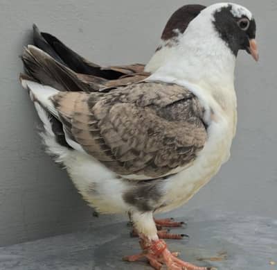 Ghazi Modena 0 Kali Chicks Pair from same clutch available