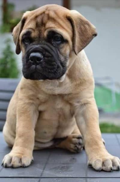 Imported Bullmastiff Puppies Available