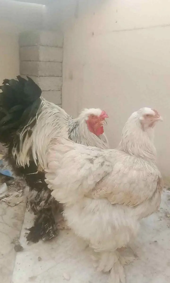 Healthy Light Columbian Brahma Pair for Sale – Karachi