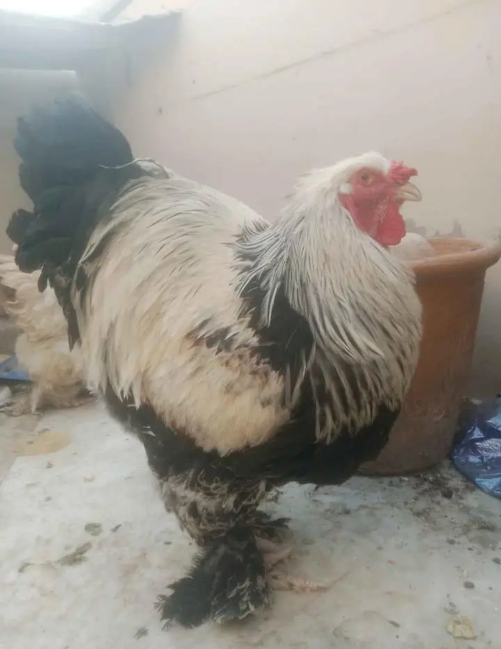 Healthy Light Columbian Brahma Pair for Sale – Karachi — photo 2
