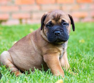 Imported Bullmastiff Puppies Available