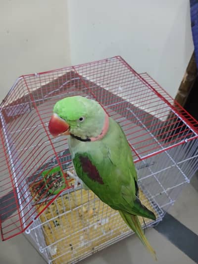 talking parrat, kashmiri parrat,
