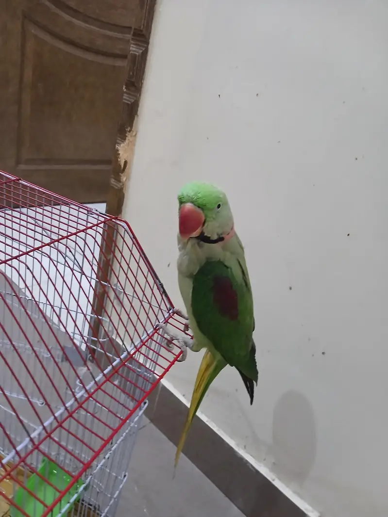 talking parrat, kashmiri parrat, — photo 2