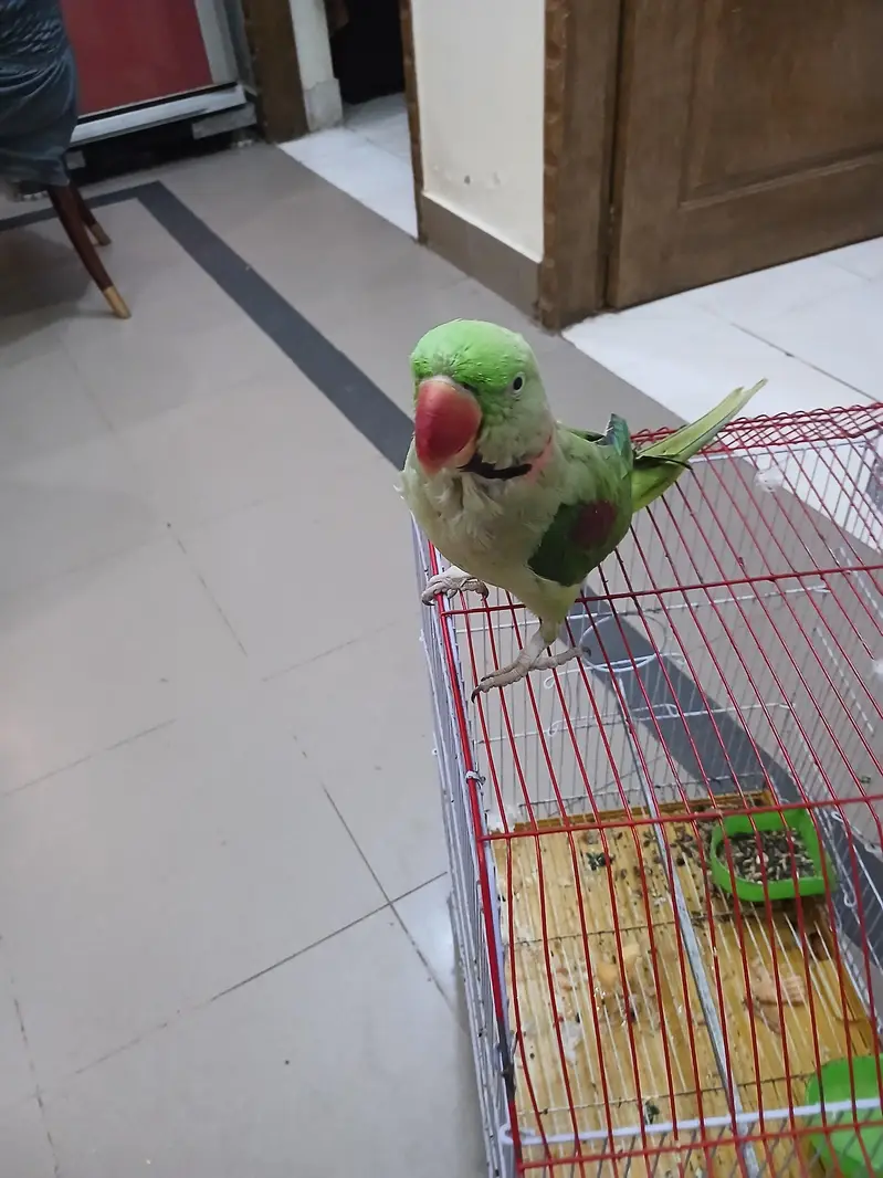 talking parrat, kashmiri parrat, — photo 3