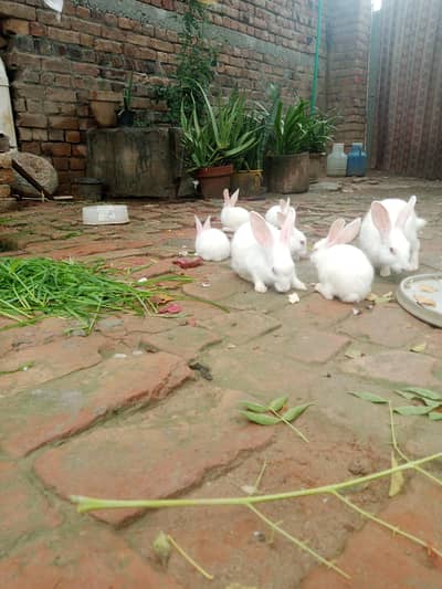 Red eye white Rabbits for sale