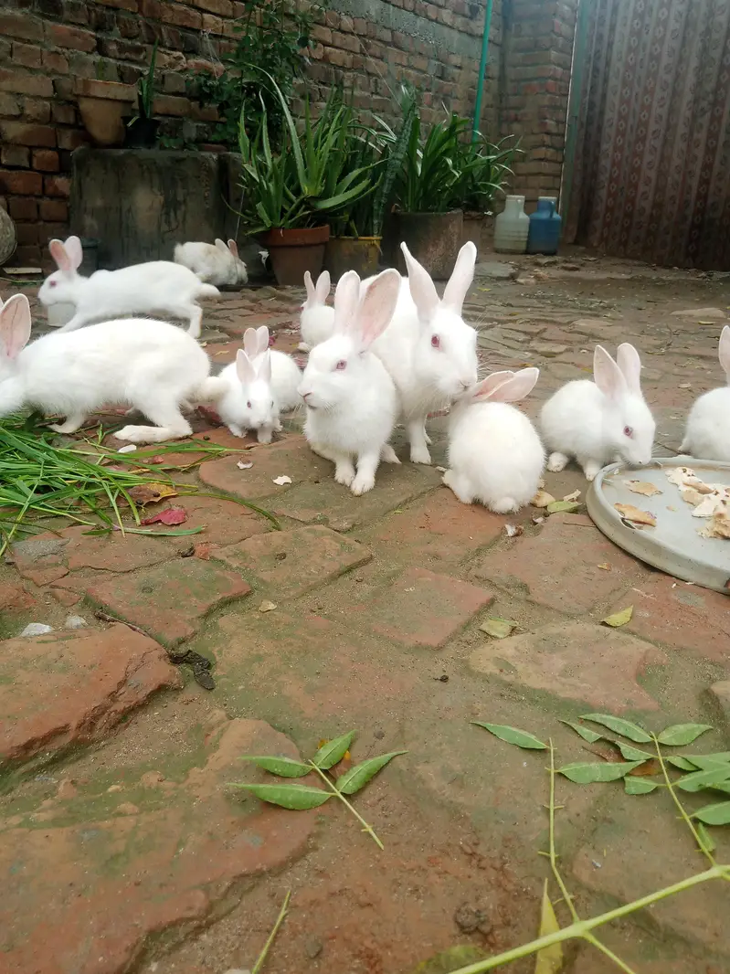Red eye white Rabbits for sale — photo 2