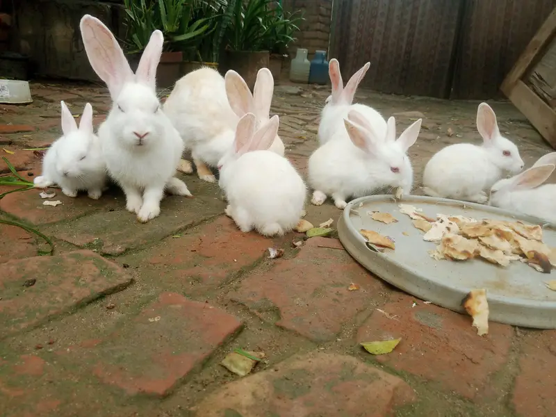 Red eye white Rabbits for sale — photo 3