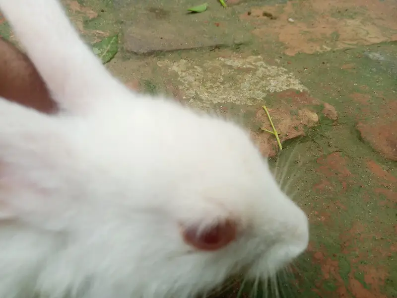 Red eye white Rabbits for sale — photo 4
